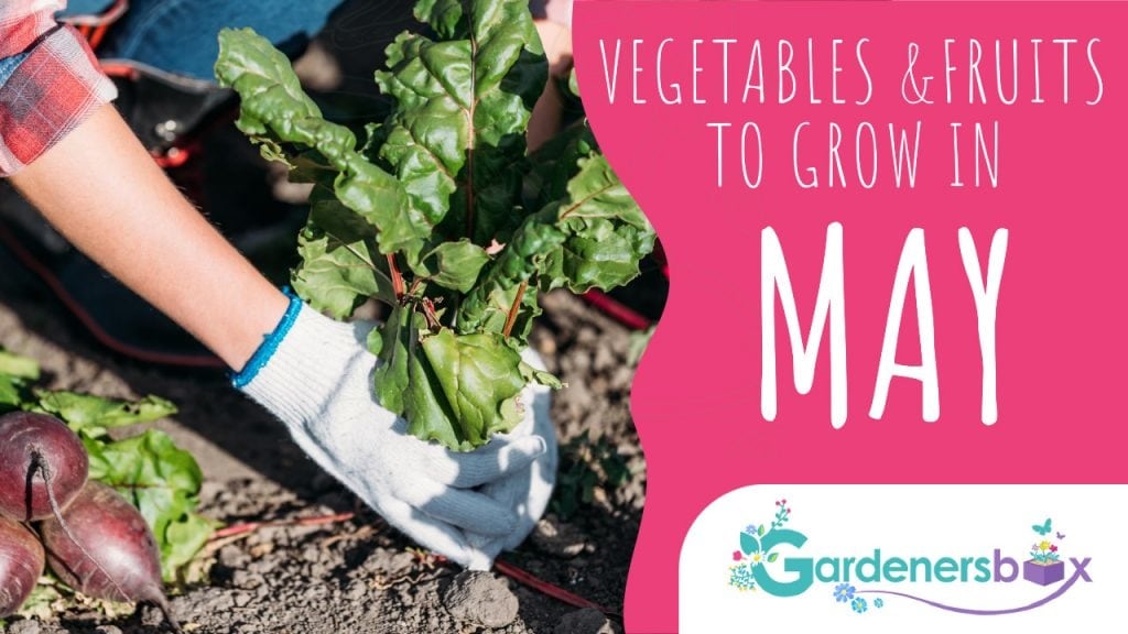 vegetables fruits to grow in may 1024x576 - Vegetable and Fruit Seeds to Sow in May - 2023 Planting Guide