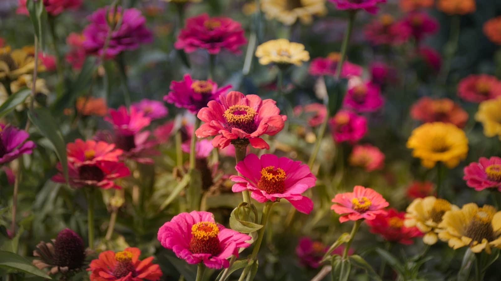 zinnias 2 - Flower & Plant Seeds to Grow in May - 2023 Sowing Guide