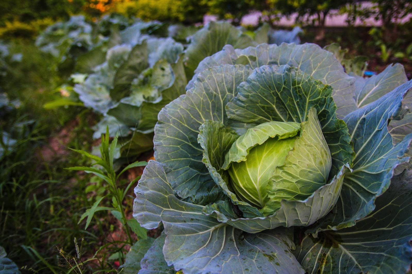 cabbage - Vegetable & fruit seeds to sow in August - Planting Guide