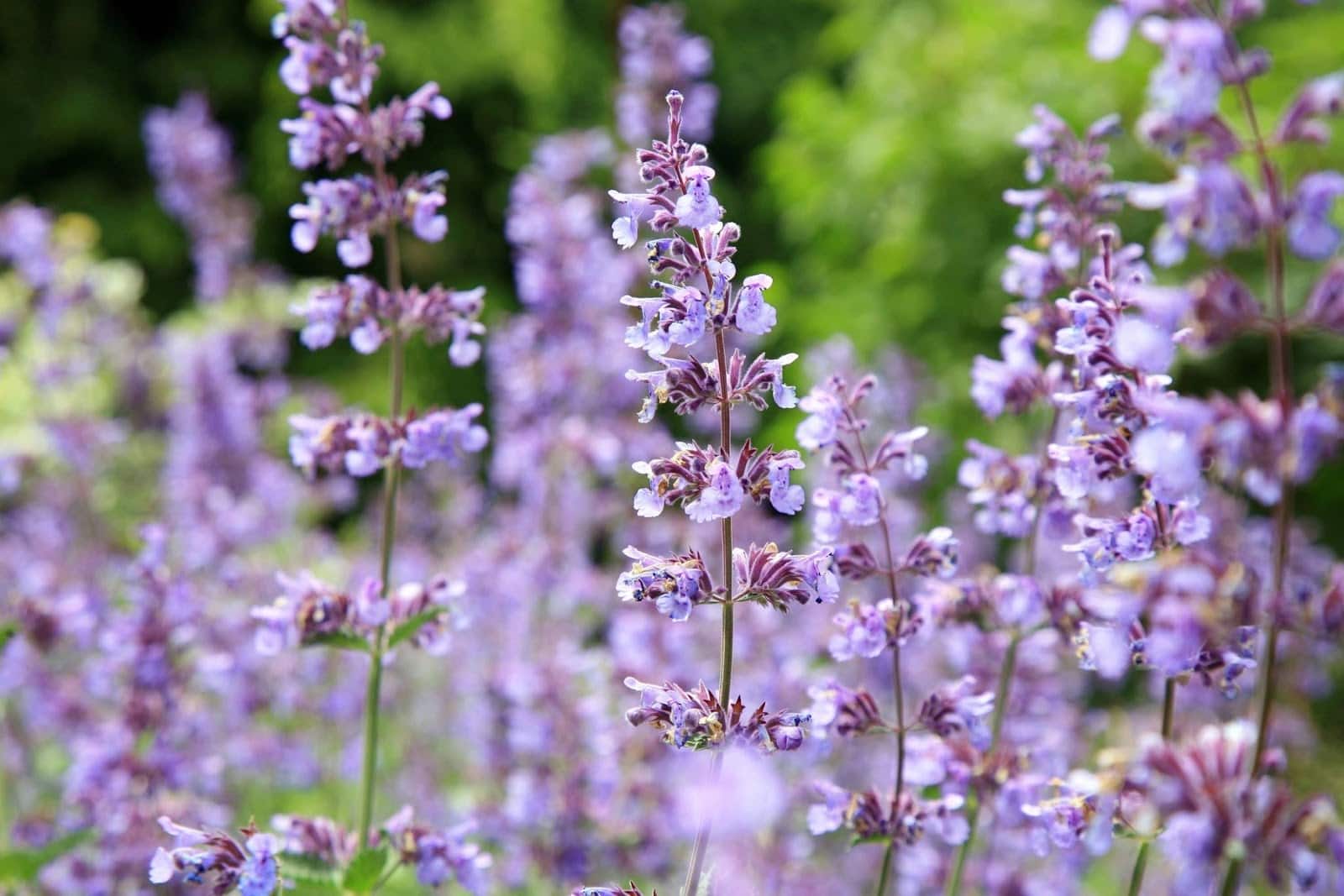 Flower & plant seeds to sow in August – Sowing Guide catmint 1 - Flower & plant seeds to sow in August – Sowing Guide