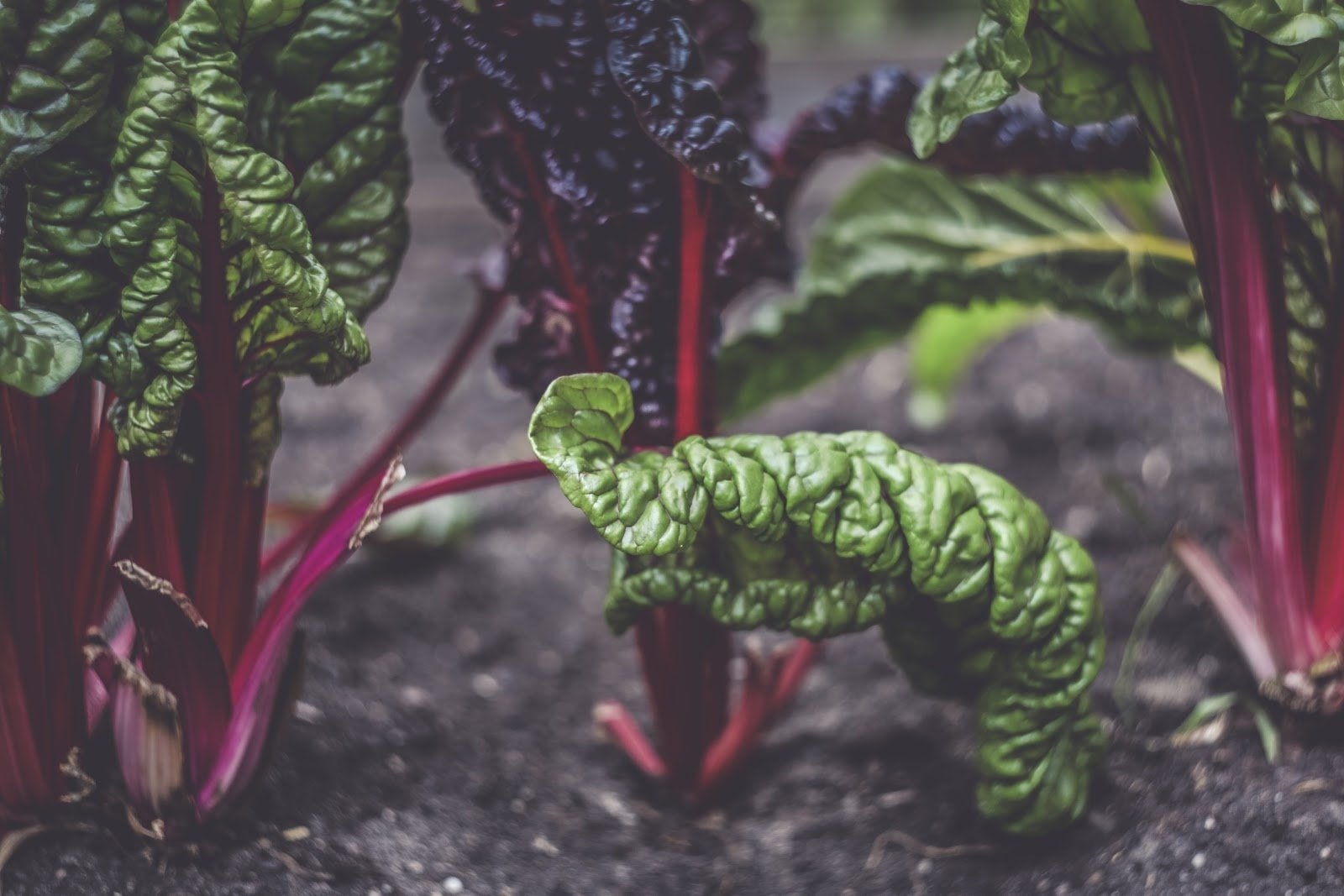 chard - Vegetable & fruit seeds to sow in August - Planting Guide