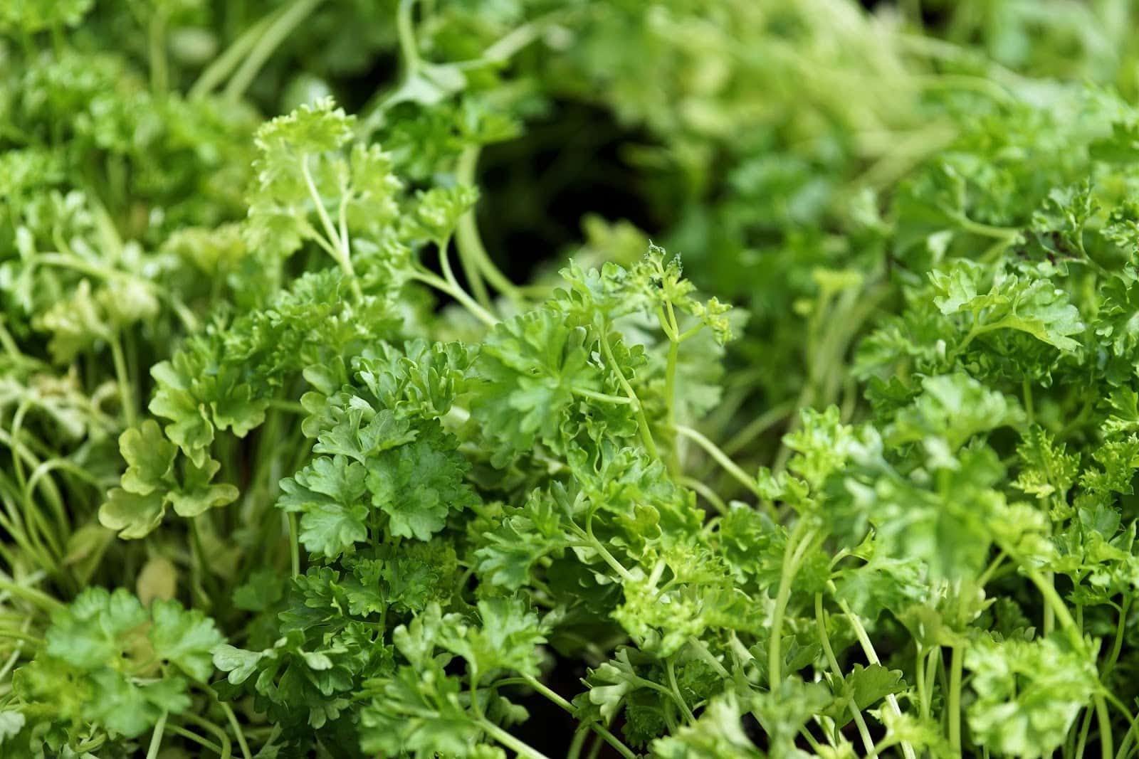 chervil - Vegetable & fruit seeds to sow in August - Planting Guide