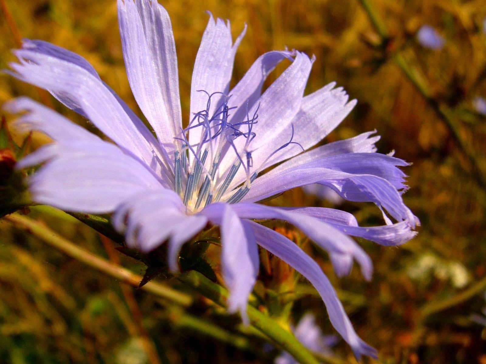 chicory - Vegetable & fruit seeds to sow in August - Planting Guide