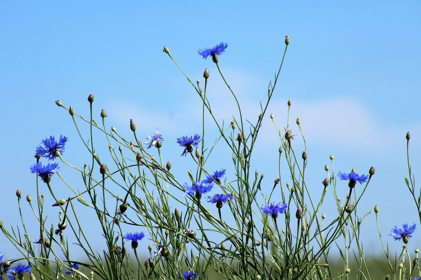 Flower & plant seeds to sow in August – Sowing Guide cornflowers 1 - Flower & plant seeds to sow in August – Sowing Guide