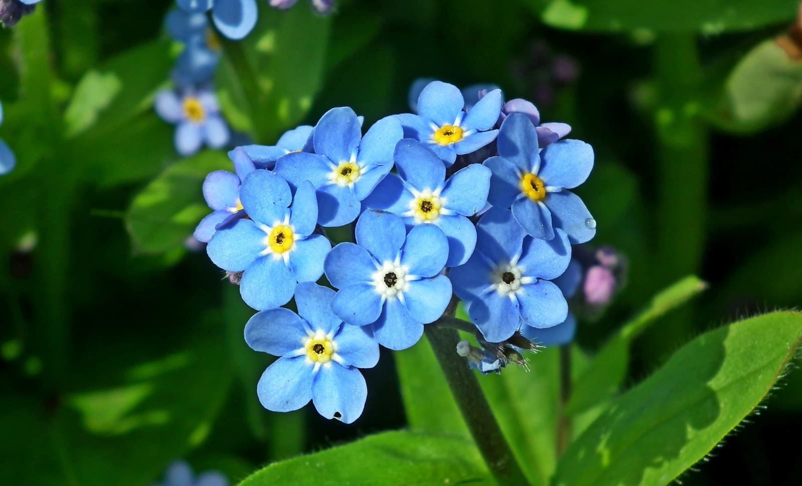 Flower & plant seeds to sow in August – Sowing Guide forget me nots 1 - Flower & plant seeds to sow in August – Sowing Guide
