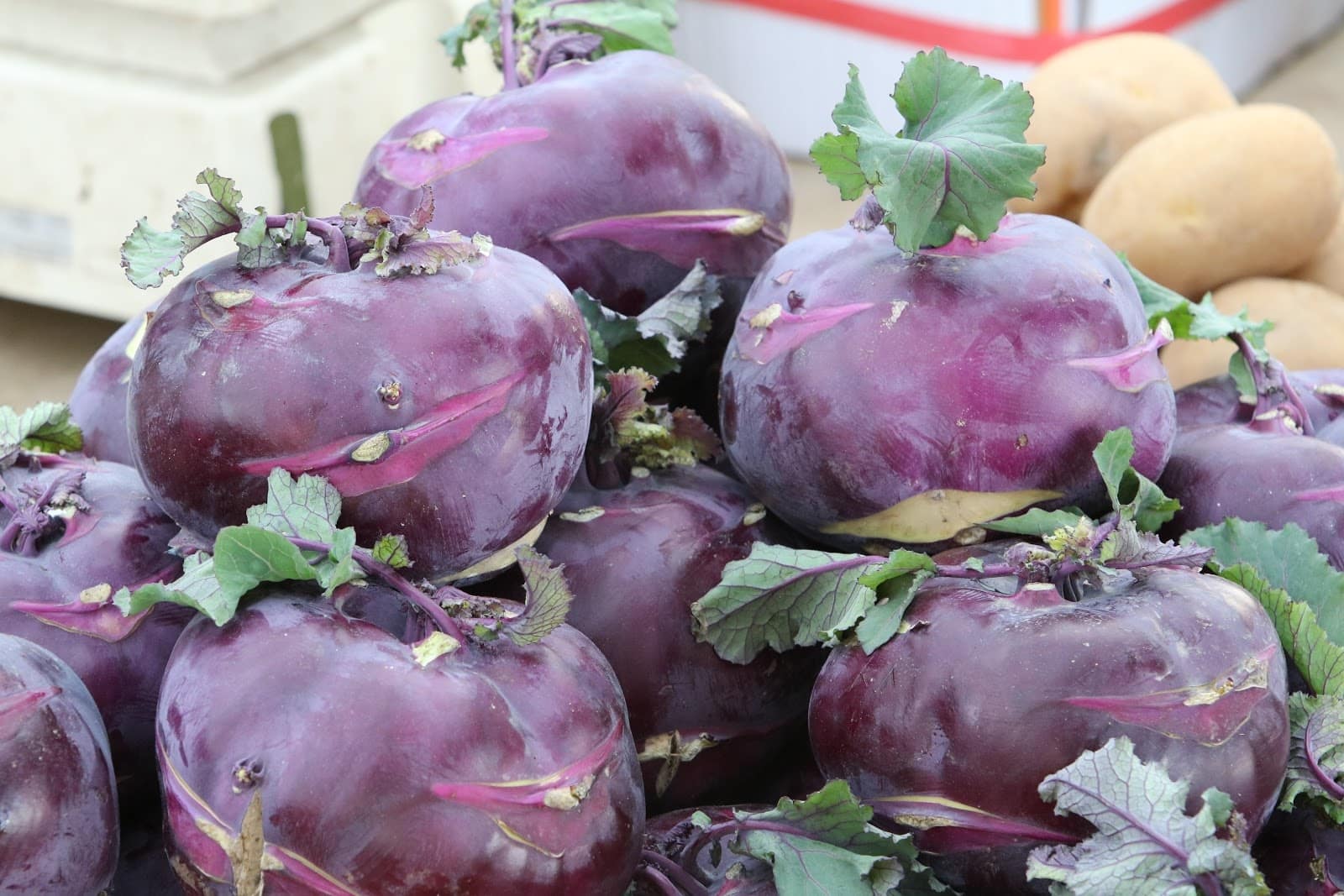 kohlrabi - Vegetable & fruit seeds to sow in August - Planting Guide