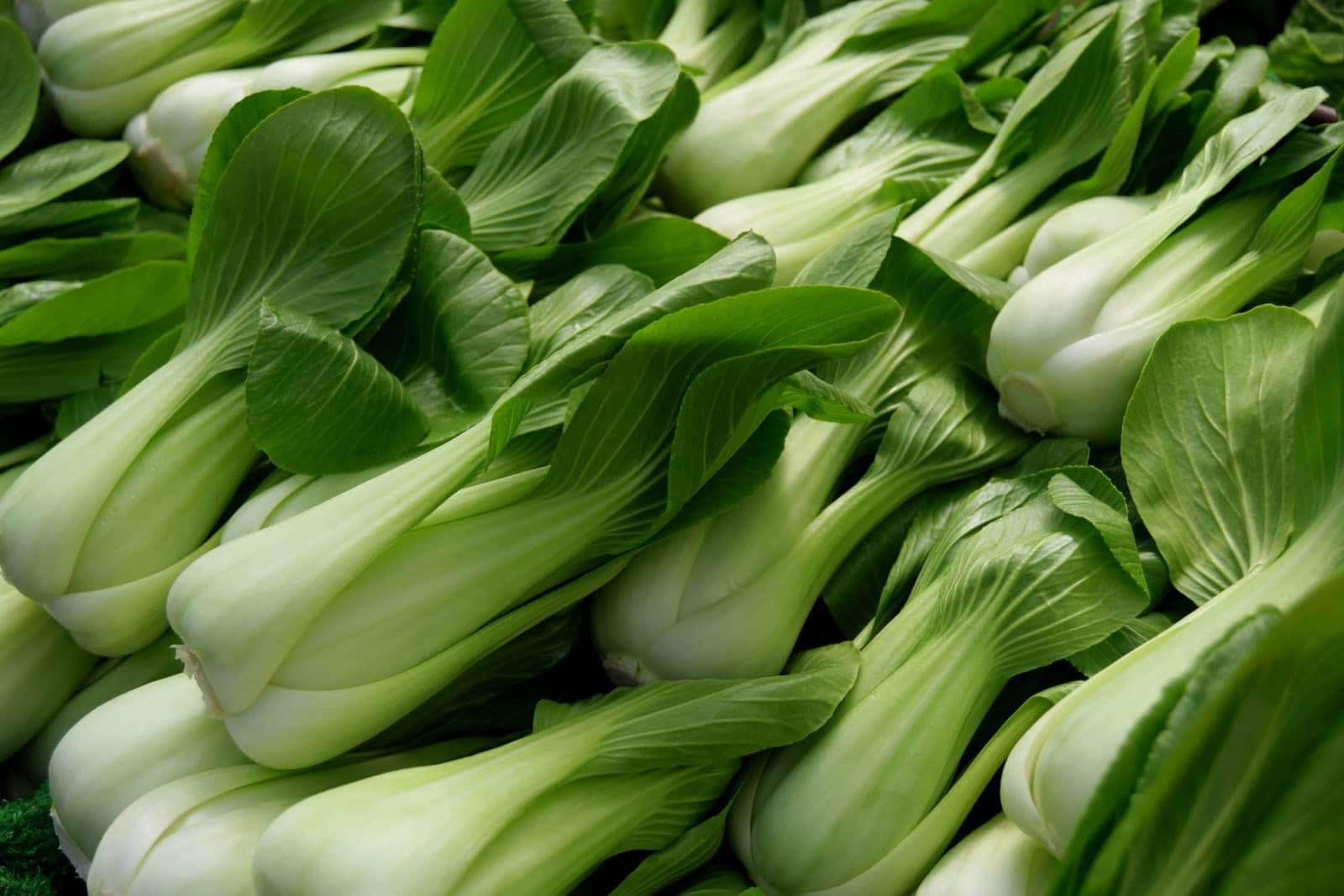 pak choi - Vegetable & fruit seeds to sow in August - Planting Guide
