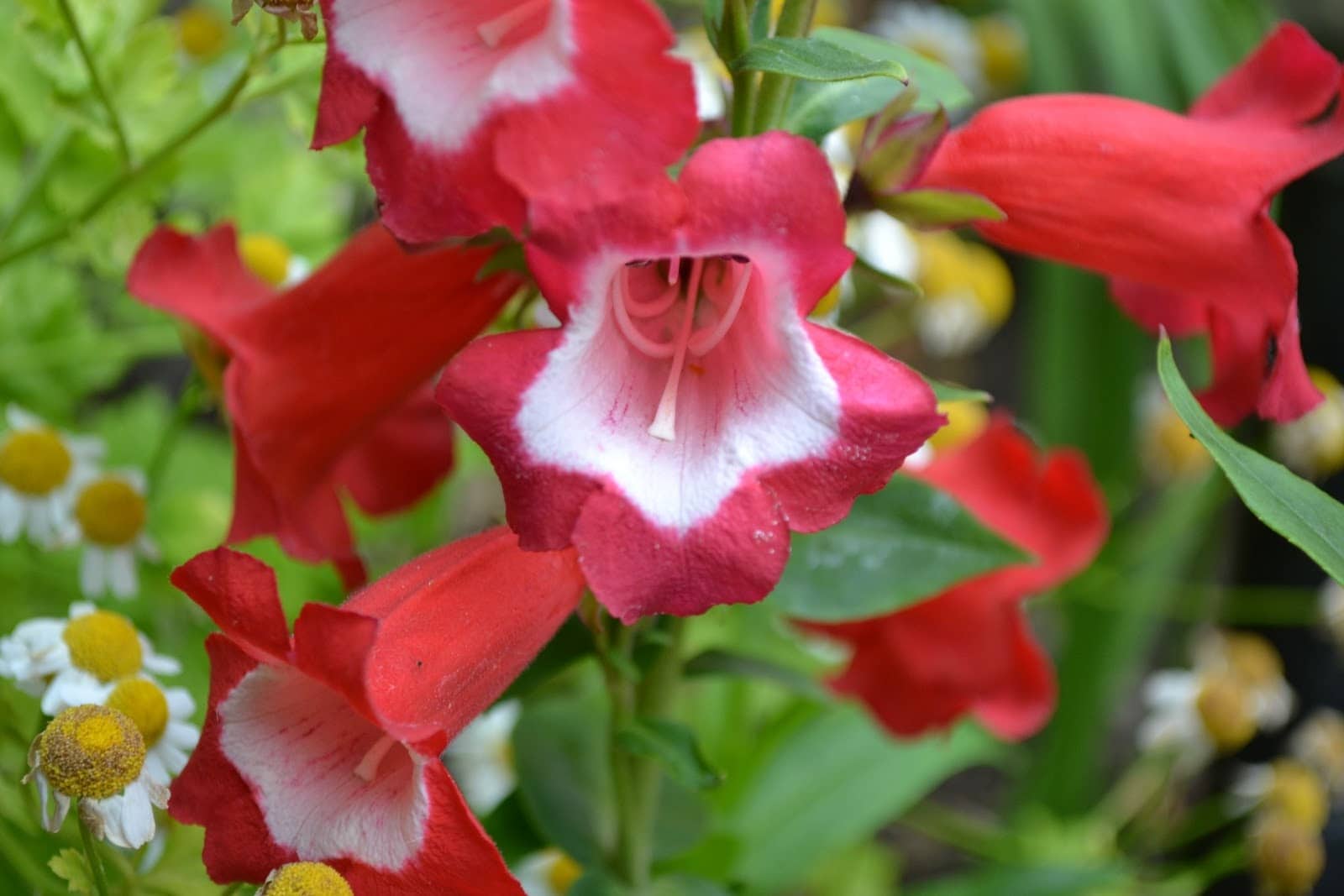 Flower & plant seeds to sow in August – Sowing Guide penstemon 1 - Flower & plant seeds to sow in August – Sowing Guide