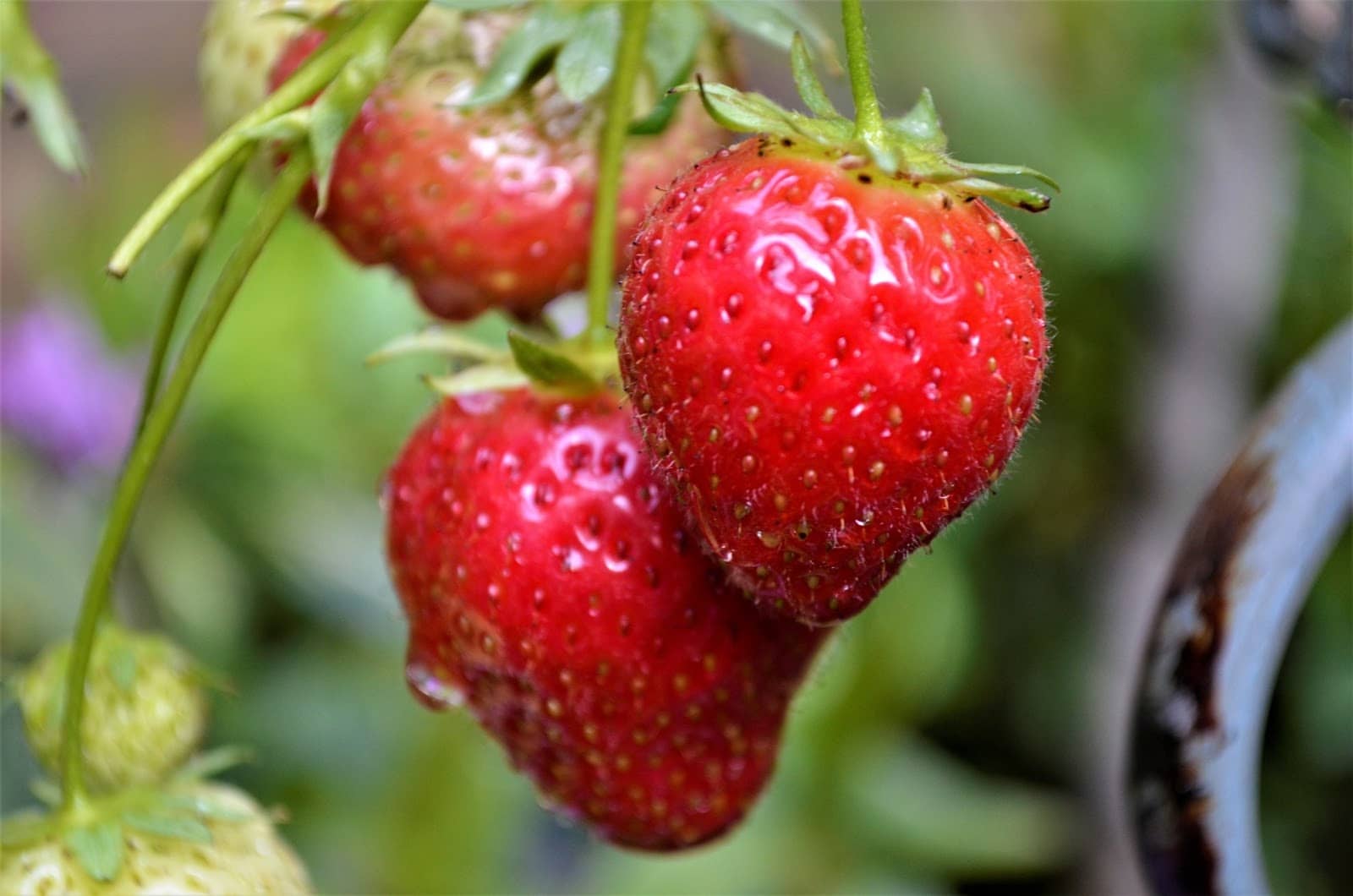 strawberries - Vegetable & fruit seeds to sow in August - Planting Guide