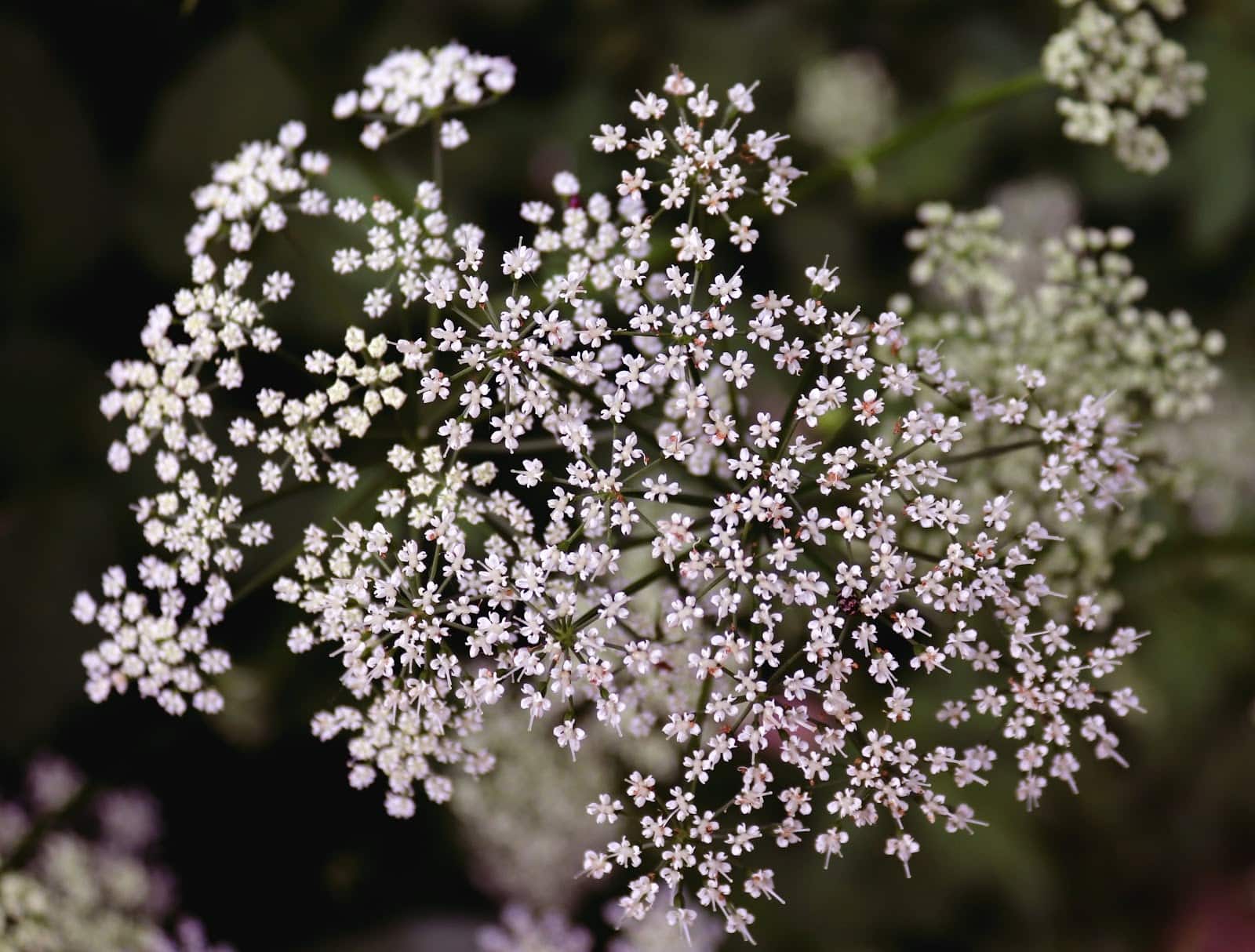 Flower & plant seeds to sow in August – Sowing Guide wild carrot 1 - Flower & plant seeds to sow in August – Sowing Guide