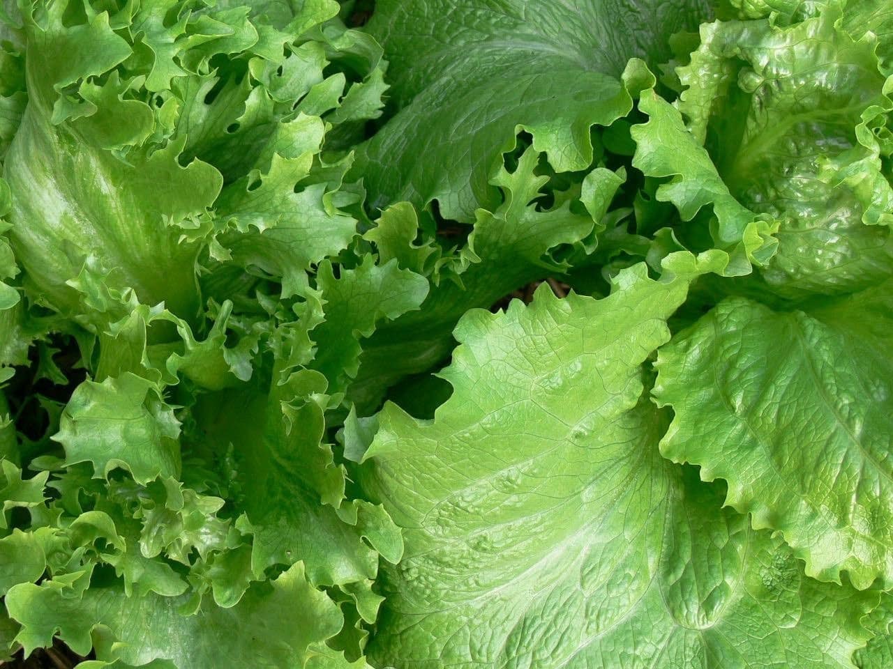 winter lettuce - Vegetable & fruit seeds to sow in August - Planting Guide