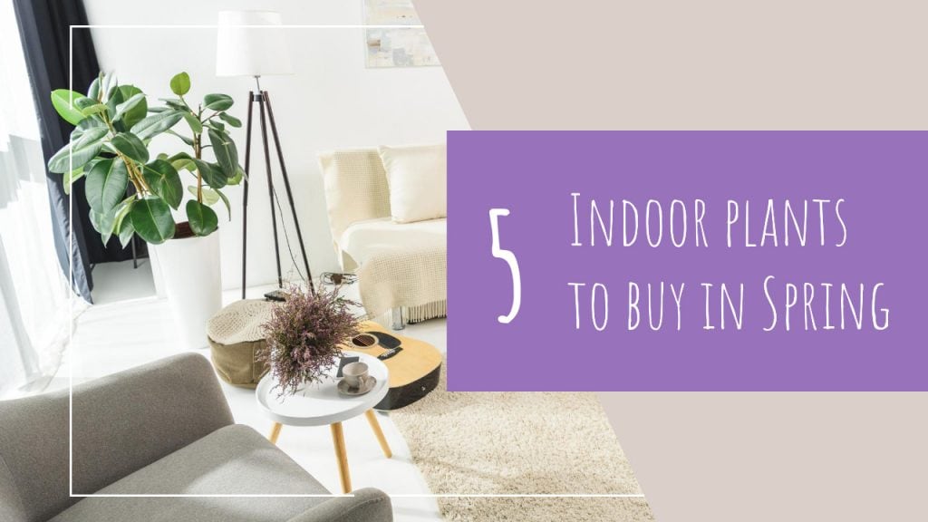 5 plants to grow in Spring 1024x576 - 5 Plants To Buy In Spring For A Home & Office Refresh
