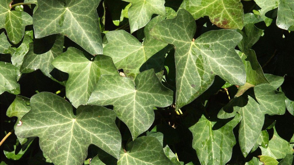 english ivy 1024x576 - 5 Plants To Buy In Spring For A Home & Office Refresh