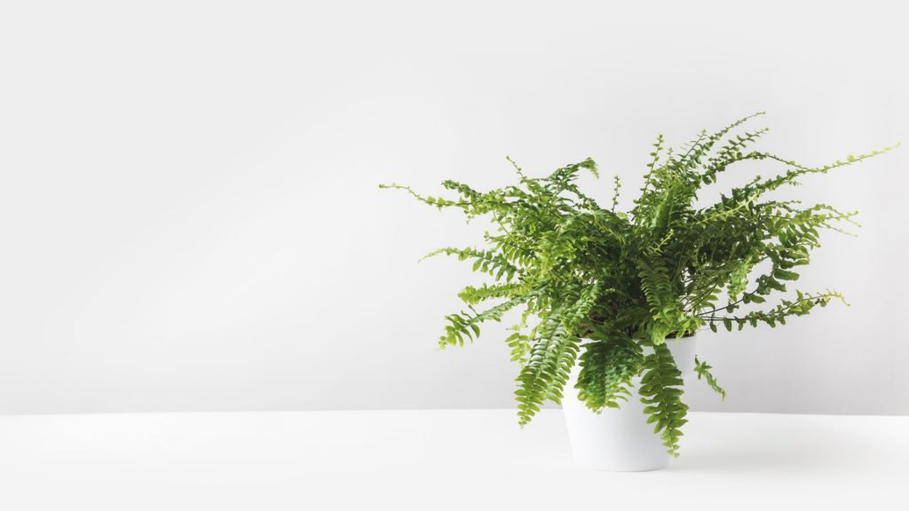fern 1024x576 - 5 Plants To Buy In Spring For A Home & Office Refresh
