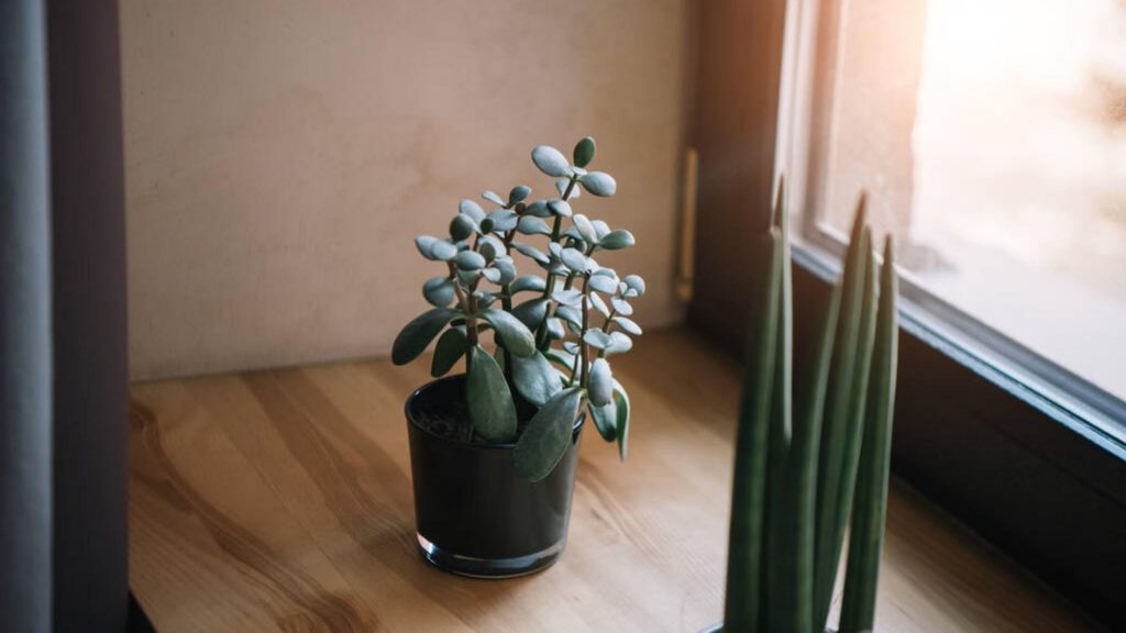 jade tree 1024x576 - 5 Plants To Buy In Spring For A Home & Office Refresh