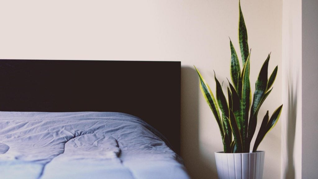 snake plant 1024x576 - 5 Plants To Buy In Spring For A Home & Office Refresh