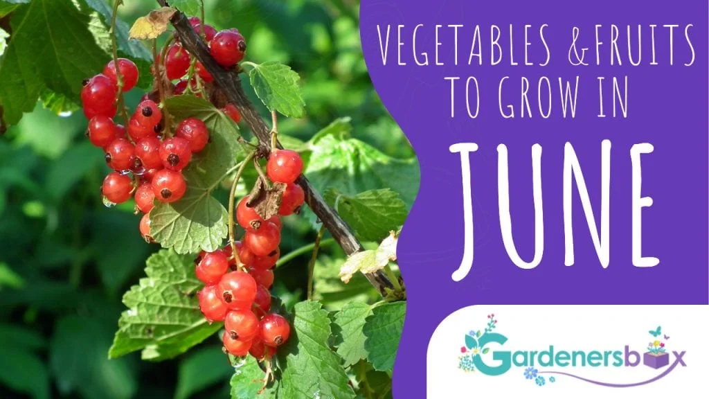 Vegetable and Fruit Seeds to Sow in June  2024 Planting Guide