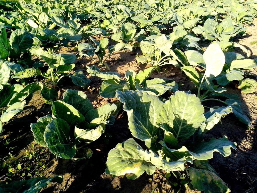 Vegetable and Fruit Seeds to Sow in June – 2024 Planting Guide cabbage 1024x768 - Vegetable and Fruit Seeds to Sow in June – 2024 Planting Guide