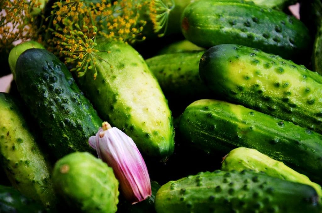 Vegetable and Fruit Seeds to Sow in June – 2024 Planting Guide cucumber 1024x678 - Vegetable and Fruit Seeds to Sow in June – 2024 Planting Guide