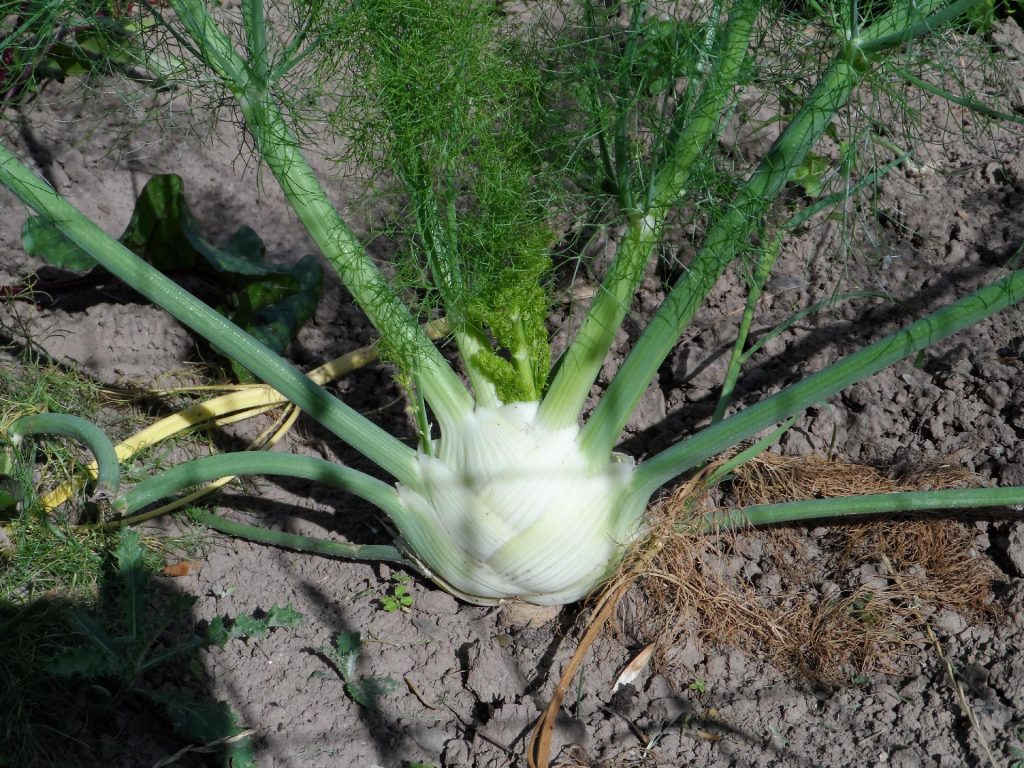 Vegetable and Fruit Seeds to Sow in June – 2024 Planting Guide fennel 1024x768 - Vegetable and Fruit Seeds to Sow in June – 2024 Planting Guide