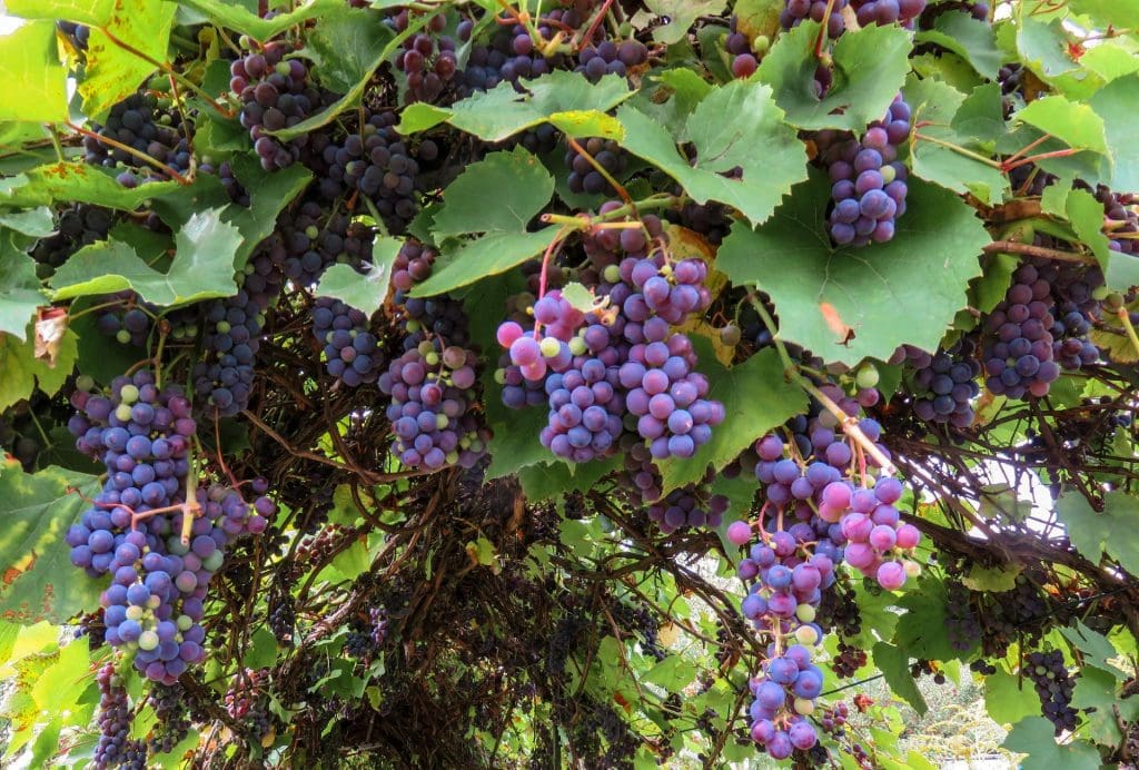 Vegetable and Fruit Seeds to Sow in June – 2024 Planting Guide grapes 1024x692 - Vegetable and Fruit Seeds to Sow in June – 2024 Planting Guide