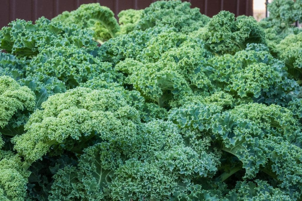 Vegetable and Fruit Seeds to Sow in June – 2024 Planting Guide image 1024x683 - Vegetable and Fruit Seeds to Sow in June – 2024 Planting Guide