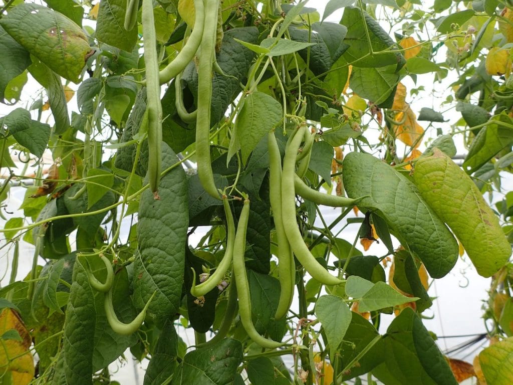 Vegetable and Fruit Seeds to Sow in June – 2024 Planting Guide image 2 1024x768 - Vegetable and Fruit Seeds to Sow in June – 2024 Planting Guide