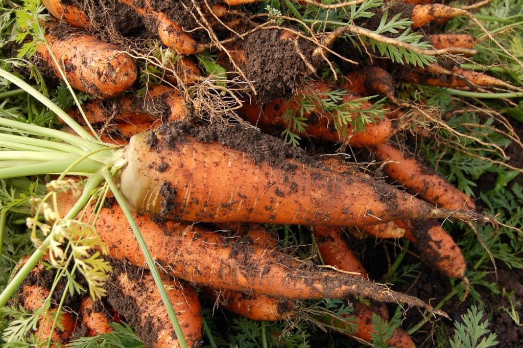 Vegetable and Fruit Seeds to Sow in June – 2024 Planting Guide image 3 1024x681 - Vegetable and Fruit Seeds to Sow in June – 2024 Planting Guide