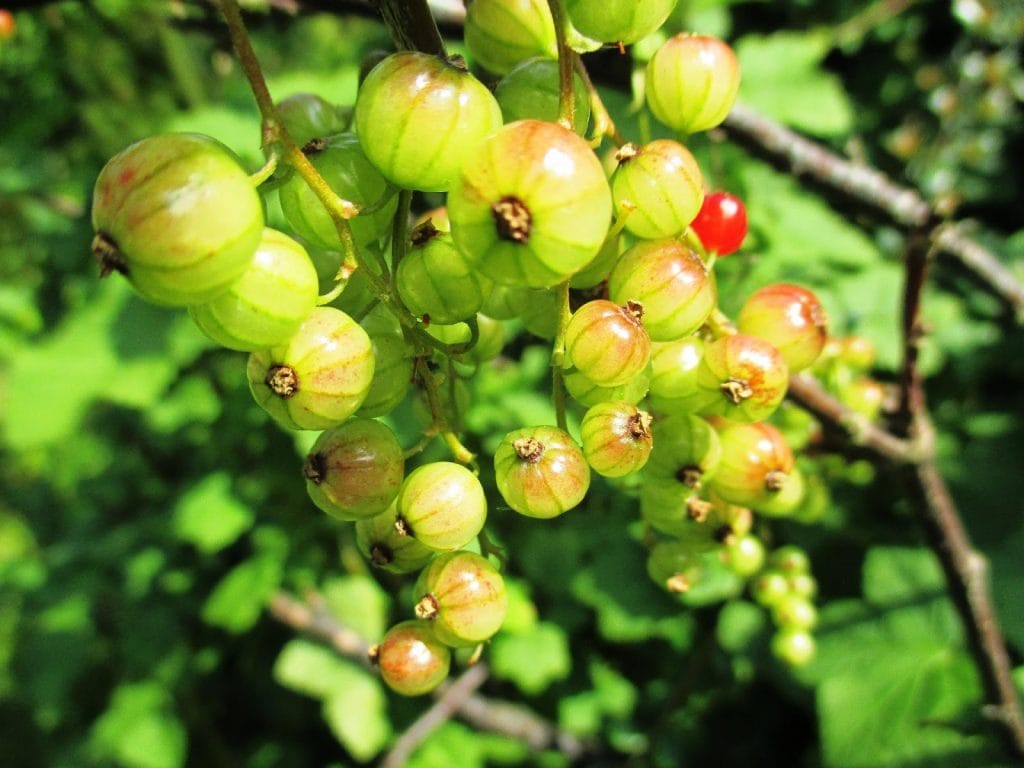 Vegetable and Fruit Seeds to Sow in June – 2024 Planting Guide image 4 1024x768 - Vegetable and Fruit Seeds to Sow in June – 2024 Planting Guide