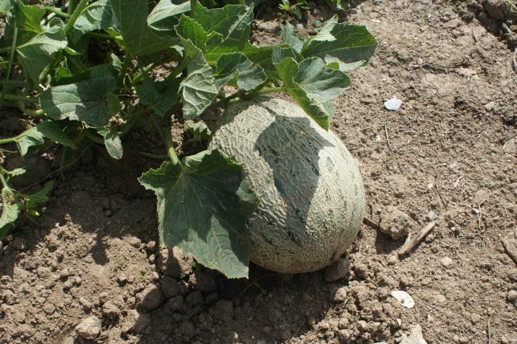 Vegetable and Fruit Seeds to Sow in June – 2024 Planting Guide image 5 1024x682 - Vegetable and Fruit Seeds to Sow in June – 2024 Planting Guide