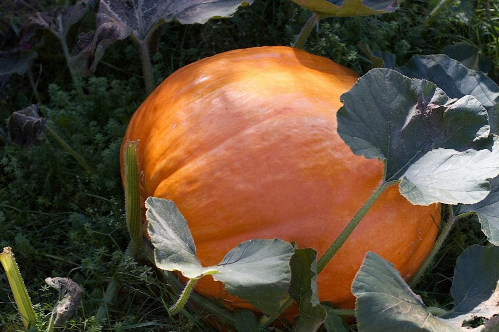 Vegetable and Fruit Seeds to Sow in June – 2024 Planting Guide image 6 1024x683 - Vegetable and Fruit Seeds to Sow in June – 2024 Planting Guide