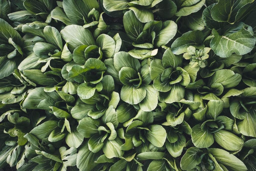 Vegetable and Fruit Seeds to Sow in June – 2024 Planting Guide pak choi 1024x683 - Vegetable and Fruit Seeds to Sow in June – 2024 Planting Guide