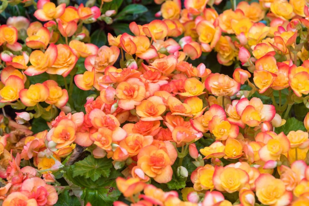 Begonia Tubers 1 1024x683 - Flower & plant seeds to sow in February &ndash; Sowing Guide
