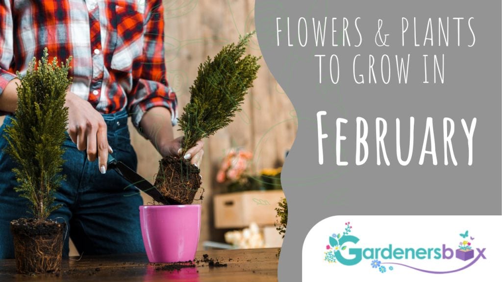 Flowers plants to grow in February 1 1024x576 - Flower & plant seeds to sow in February – Sowing Guide