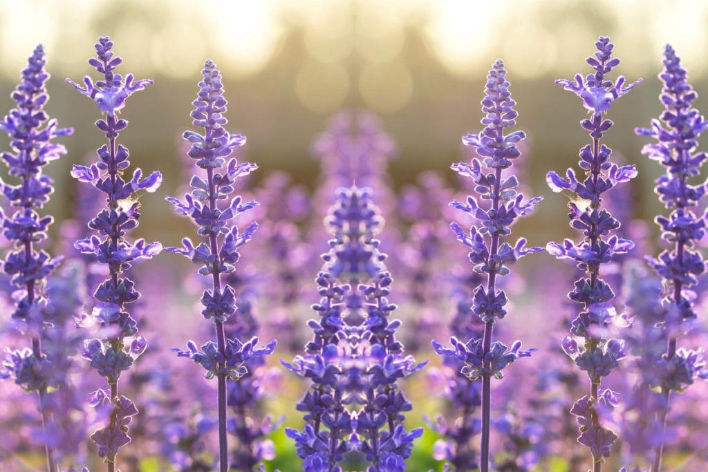 Salvias 1 1024x683 - Flower & plant seeds to sow in February &ndash; Sowing Guide