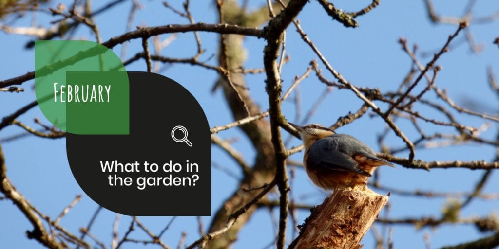 What to do in the garden 1024x512 - What to do in the garden in February?
