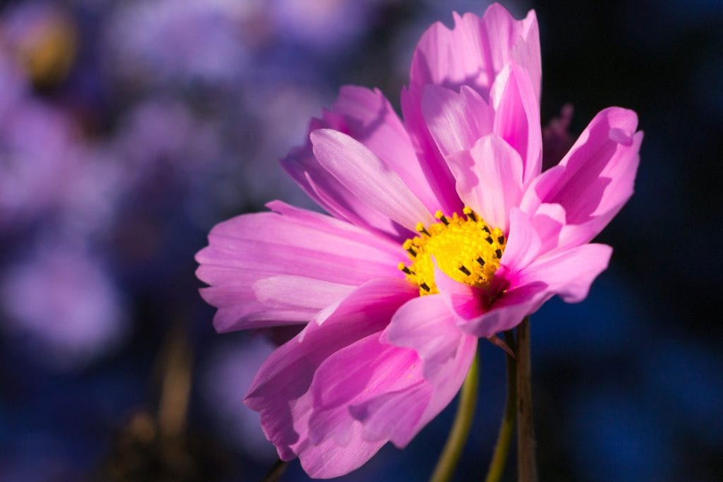 cosmos 1 1024x683 - Flower & plant seeds to sow in February &ndash; Sowing Guide
