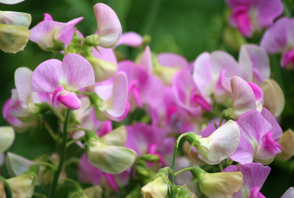 sweetpeas 1 1024x691 - Flower & plant seeds to sow in February &ndash; Sowing Guide