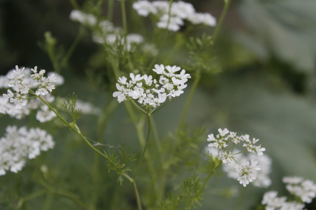 Ammi majus 1024x683 - Flower & plant seeds to sow in March &ndash; Sowing Guide