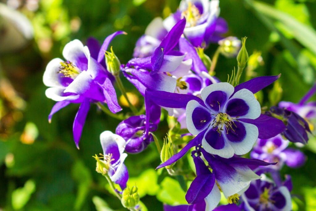 Aquilegia 1 1024x683 - Flower & plant seeds to sow in October &ndash; Sowing Guide