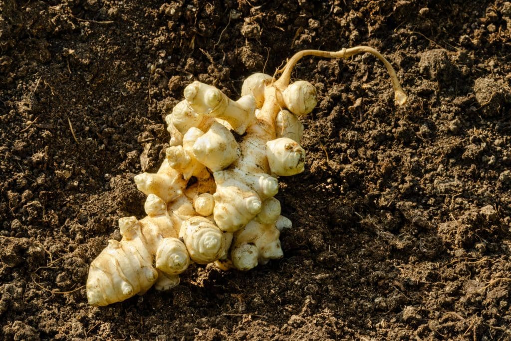 Artichoke tubers 1024x683 - Vegetable & fruit seeds to sow in February &ndash; Planting Guide