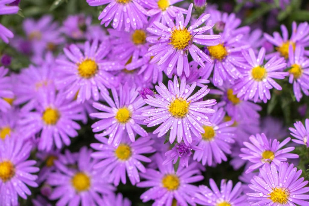 Aster flower 1024x683 - Flower & plant seeds to sow in March &ndash; Sowing Guide