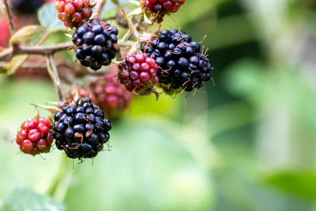 Blackberries 1024x683 - Vegetable & fruit seeds to sow in February &ndash; Planting Guide