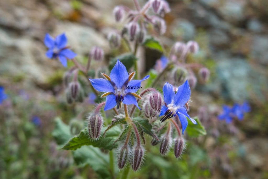 Borage 1024x683 - Flower & plant seeds to sow in March &ndash; Sowing Guide