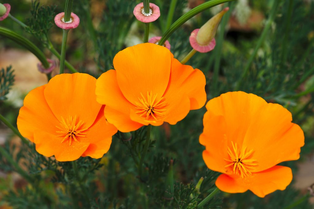 California Poppies 1024x683 - Flower & plant seeds to sow in September &ndash; Sowing Guide