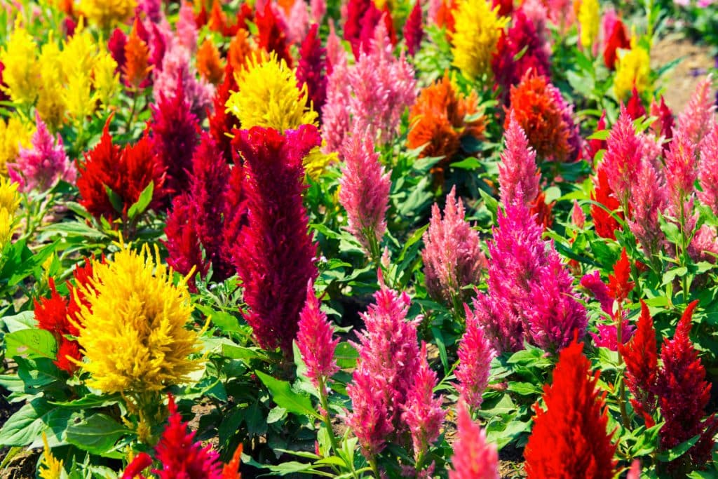 Celosia 1024x683 - Flower & plant seeds to sow in March &ndash; Sowing Guide