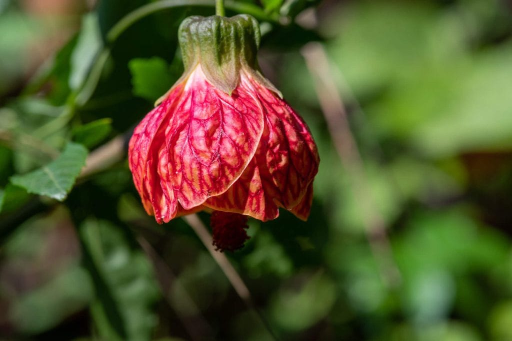 Flower & plant seeds to sow in July – Sowing Guide Chinese Lantern 1024x683 - Flower & plant seeds to sow in July – Sowing Guide