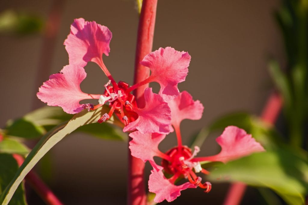Clarkia 1024x683 - Flower & plant seeds to sow in March &ndash; Sowing Guide