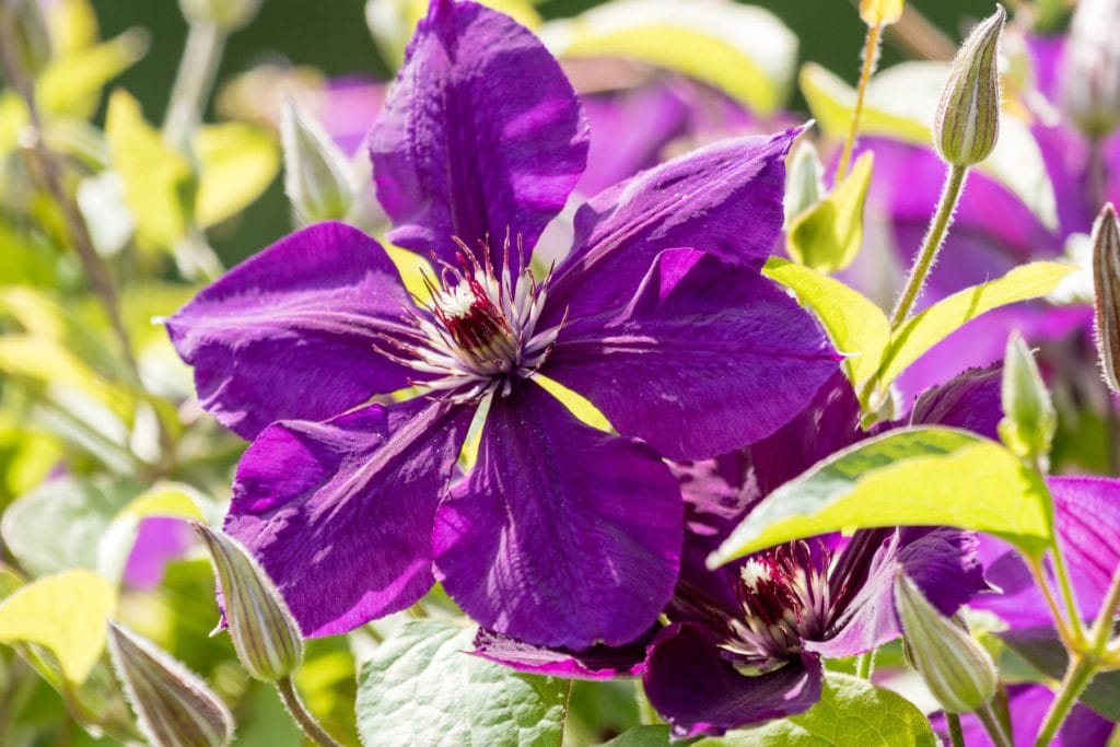 Clematis 1024x683 - Flower & plant seeds to sow in October &ndash; Sowing Guide