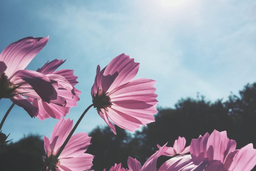 Cosmos flower 1024x683 - Flower & plant seeds to sow in March &ndash; Sowing Guide